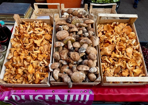 Pfifferlinge und Sommersteinpilze; Foto Thomas 16.6.24