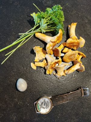 Pfifferlinge mit gefundener Retro-Armbahnduhr; Foto Corinna 2.7.24