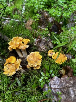 Pfifferlinge; Foto Armin 10.6.24