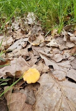 Pfifferlinge im Laub; Foto Birgit 4.6.24