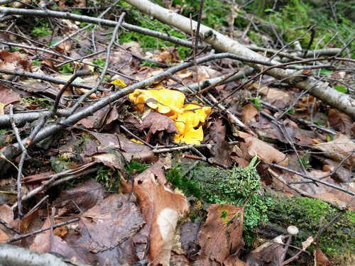 Pfifferlinge Cara 6.8.23 Pfifferlinge Cara 6.8.23