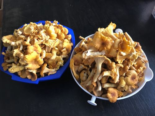 Herrliche Pfifferlinge auf zwei Tellern; Foto Jürgen 11.9.24 Herrliche Pfifferlinge auf zwei Tellern; Foto Jürgen 11.9.24