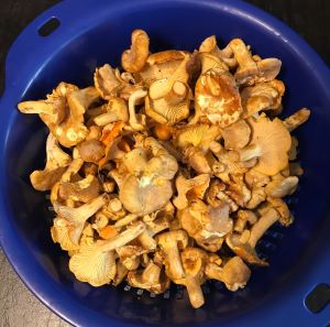 Pfifferlingsfund; Foto Juergen 19.7.24 Pfifferlingsfund; Foto Juergen 19.7.24