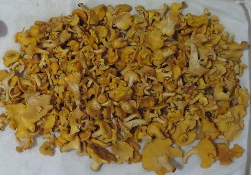 Pfifferlinge; Foto Michael 21.6.24 Pfifferlinge; Foto Michael 21.6.24