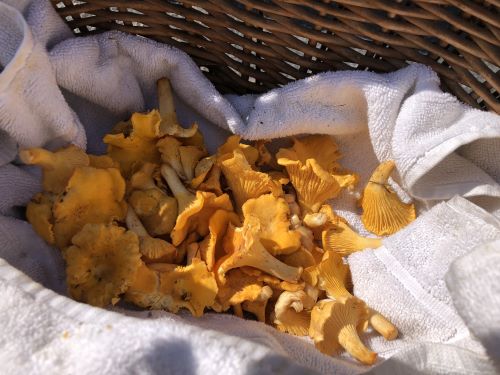 Gut betuchte Pfifferlinge; Foto Michael 28.7.25 Gut betuchte Pfifferlinge; Foto Michael 28.7.25