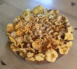 Pfifferlinge auf dem Tisch; Foto Michael 28.9.23 Pfifferlinge auf dem Tisch; Foto Michael 28.9.23