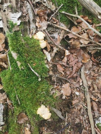 Pfifferlinge, hinterm Moos versteckt; Foto Corinna 23.6.24 Pfifferlinge, hinterm Moos versteckt; Foto Corinna 23.6.24