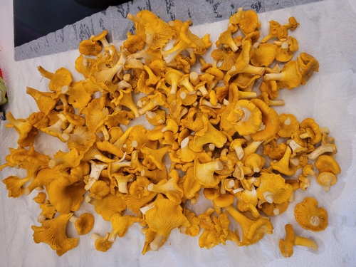 Pfifferlinge; Foto Onna 29.8.23 Pfifferlinge; Foto Onna 29.8.23