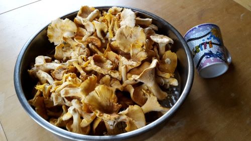 Schüssel mit Pfifferlingen; Foto Sandro 2.7.24