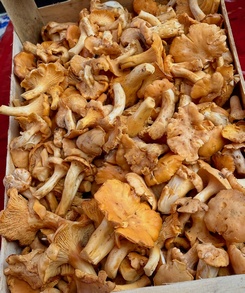 Pfifferlinge; Foto Thomas 16.6.24