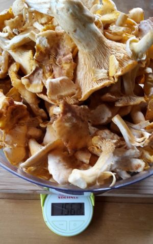1560 Gramm Pfifferlinge; Foto Sandro 2.7.24