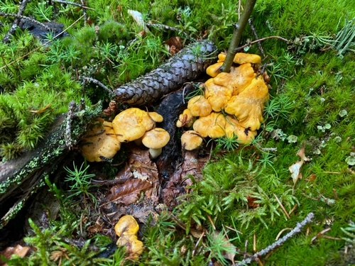 Ergiebiges Pfifferlingsnest; Foto Stefan 30.5.24