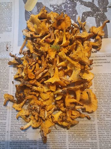 Pfifferlingsfund; Foto Wendelin 2.11.24 Pfifferlingsfund; Foto Wendelin 2.11.24