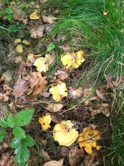 Pfifferlinge im Gras; Foto Jürgen 23.7.24