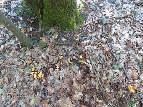 Pfifferlinge im Wald; Foto Michael 27.8.23 Pfifferlinge im Wald; Foto Michael 27.8.23