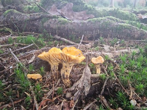 Pfifferlinge im mächtigen Wurzelwerk; Foto Wendelin 2.11.24 Pfifferlinge im mächtigen Wurzelwerk; Foto Wendelin 2.11.24