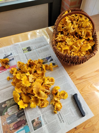 Onnos gehörige Pfifferlingsausbeute; Foto Onno 8.10.23 Onnos gehörige Pfifferlingsausbeute; Foto Onno 8.10.23