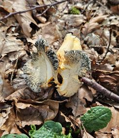 Pfifferlingsbefall; Foto Cornelius 4.10.23 Pfifferlingsbefall; Foto Cornelius 4.10.23