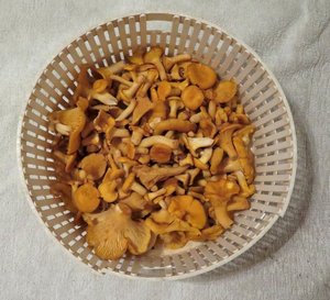 Pfifferlingsfund; Foto Michael 21.9.23 Pfifferlingsfund; Foto Michael 21.9.23