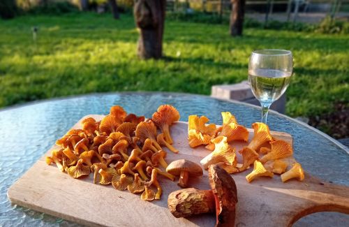 Viele Pfifferlinge; Foto Thomas 30.10.25