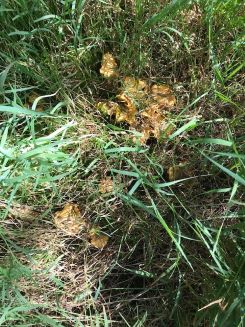 Pfifferlingsknäuel tief im Gras; Foto Jürgen 14.7.24