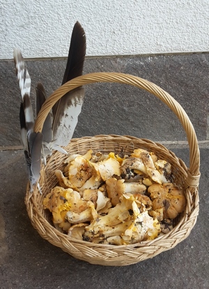 Körbchen mit Pfifferlingen und Greifenfedern; Foto Sandro 8.6.24 Körbchen mit Pfifferlingen und Greifenfedern; Foto Sandro 8.6.24