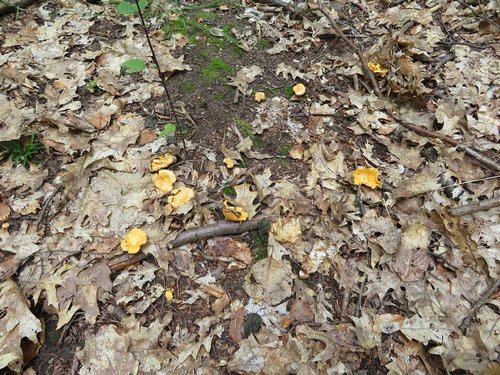 Pfifferlingsnest; Foto Michael 21.6.24 Pfifferlingsnest; Foto Michael 21.6.24