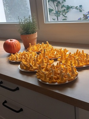 Eine wahre Pracht von Pfifferlingen; Foto © Michael S. 25.9.23 Eine wahre Pracht von Pfifferlingen; Foto © Michael S. 25.9.23