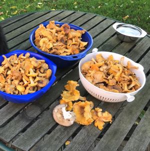 Pfifferlingsschalen; Foto Jürgen 2.8.24 Pfifferlingsschalen; Foto Jürgen 2.8.24