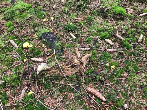 Pfifferlingsstelle im Nadelwald; Foto Jürgen 4.8.24 Pfifferlingsstelle im Nadelwald; Foto Jürgen 4.8.24