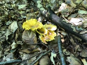 Ein "Strauß" Pfifferlinge; Foto Jürgen 2.8.24 Ein "Strauß" Pfifferlinge; Foto Jürgen 2.8.24