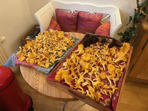 Ein toller Pfifferlingsfund im Drömling; Foto Chrischi 28.7.25