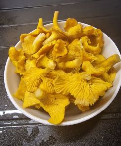 Teller mit schönen Pfifferlingen; Foto Wendelin 2.11.24 Teller mit schönen Pfifferlingen; Foto Wendelin 2.11.24