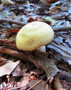 Violettstieliger Pfirsichtäubling; Foto Michael 15.9.23 Violettstieliger Pfirsichtäubling; Foto Michael 15.9.23