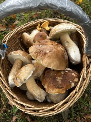 Armins Pilzkorb; Foto Armin 6.10.24 Armins Pilzkorb; Foto Armin 6.10.24