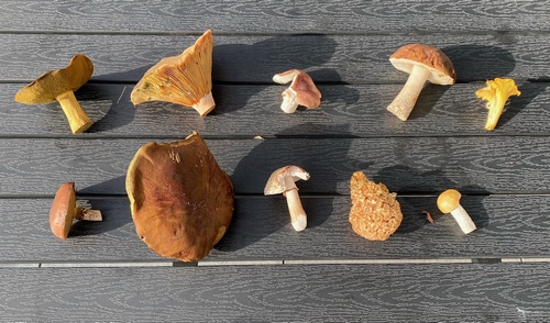 Pilzarten aufgereiht; Foto Volkmar 30.9.23 Pilzarten aufgereiht; Foto Volkmar 30.9.23