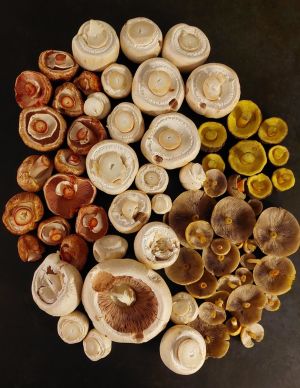 Die Pilze stehen kopf: Kleine Waldchampignons (Kleine Blutegerlinge), Schafchampignons, Rotfußröhrlinge und Rauchblättrige Schwefelköpfe; Foto Martin 22.10.26 Die Pilze stehen kopf: Kleine Waldchampignons (Kleine Blutegerlinge), Schafchampignons, Rotfußröhrlinge und Rauchblättrige Schwefelköpfe; Foto Martin 22.10.26