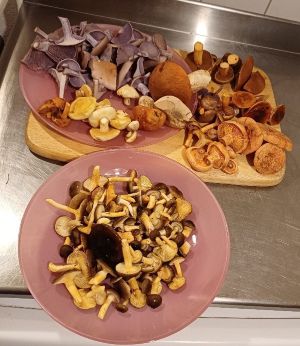 Pilze auf Tellern, vorne Frostschnecklinge; Foto Heidrun 10.11.25