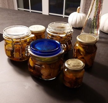 Pilze in Olivernöl; Foto Martin 30.9.23 Pilze in Olivernöl; Foto Martin 30.9.23