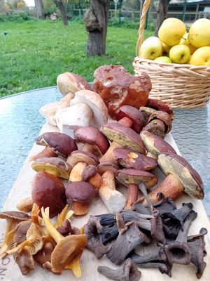 Pilzfund mit Apfelkorb; Foto Thomas 26.10.25 Pilzfund mit Apfelkorb; Foto Thomas 26.10.25