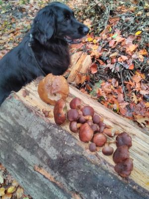 Maronenfund und Paula; Foto Christopher 26.10.25