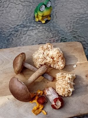 Pilzfund mit Krauser Glucke; Foto Thomas 16.9.25 Pilzfund mit Krauser Glucke; Foto Thomas 16.9.25