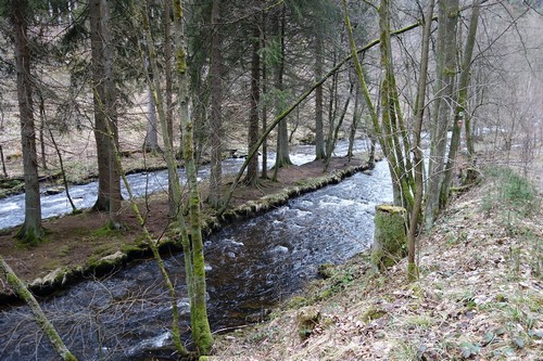 Pilzinsel in der Rur; Foto Michael 5.10.23