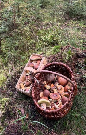 Gut gefüllte Pilzkörbe; Foto Dirk 20.10.25 Gut gefüllte Pilzkörbe; Foto Dirk 20.10.25