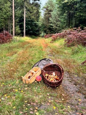 Pilzkörbe, Fliegenpilz; Foto Dirk 12.10.26 Pilzkörbe, Fliegenpilz; Foto Dirk 12.10.26