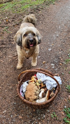 Amy bewacht den Pilzkorb; Foto Jörn 8.10.23 Amy bewacht den Pilzkorb; Foto Jörn 8.10.23