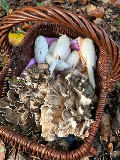 Klapperschwamm und Schopftintlinge im Pilzkorb; Foto Arnold 15.10.23 Klapperschwamm und Schopftintlinge im Pilzkorb; Foto Arnold 15.10.23