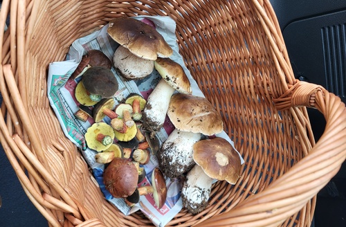 Pilzkorb Benny 21.10.22 Pilzkorb Benny 21.10.22