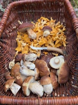 Schöner Fund  von Steinpilzen, Maronen, Pfifferlingen und 2 Kiefernsteinpilzen; Foto Heiko 28.9.25