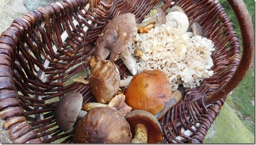 Blick in Hermanns Pilzkorb; 6.10.23 Blick in Hermanns Pilzkorb; 6.10.23